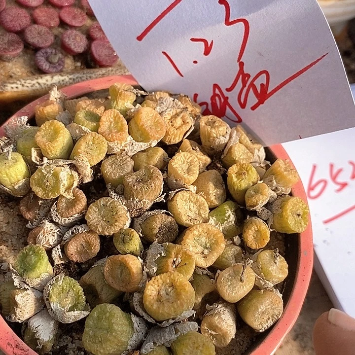 6513铜壶群生一颗