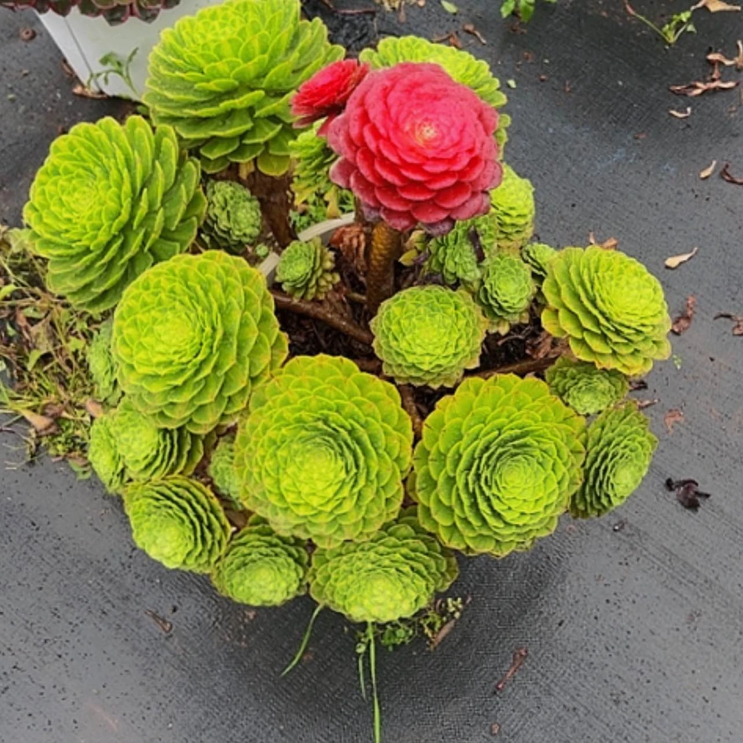 【闪购商品】?****?11111111111111