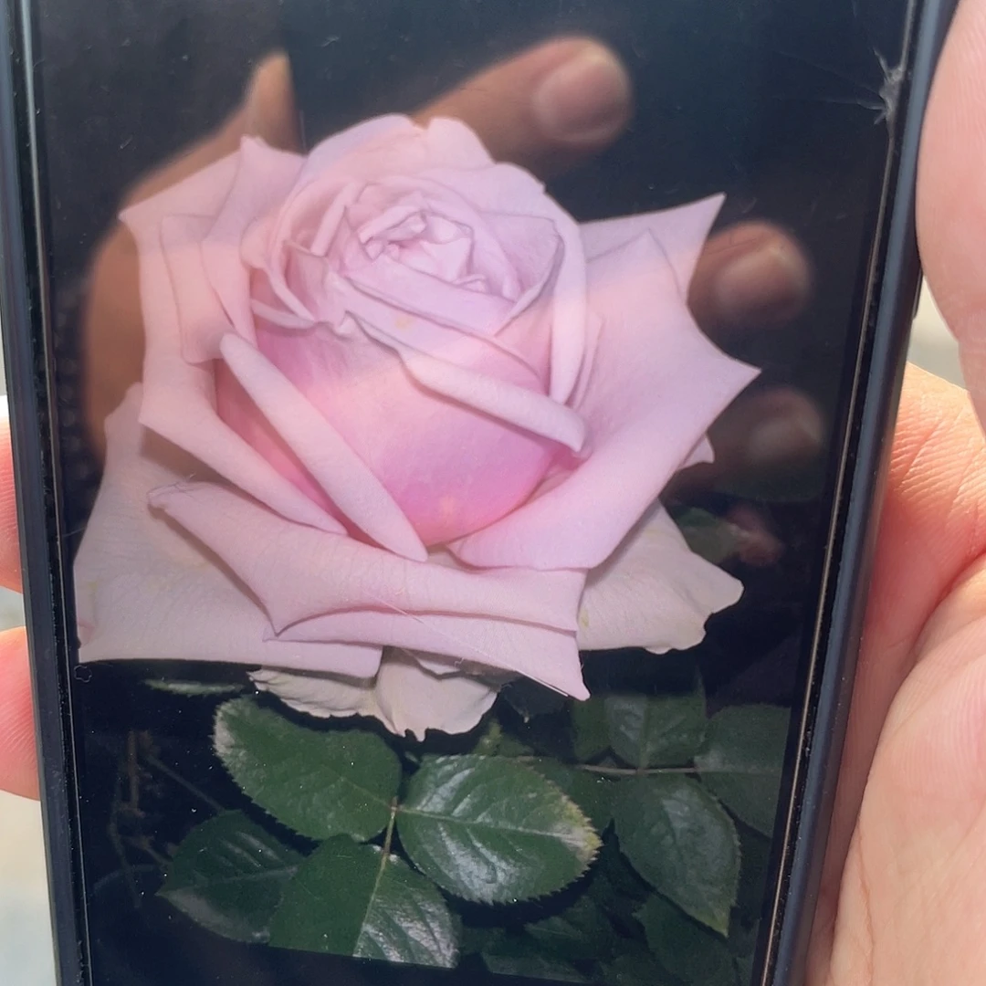 无花朵——微差 福利款