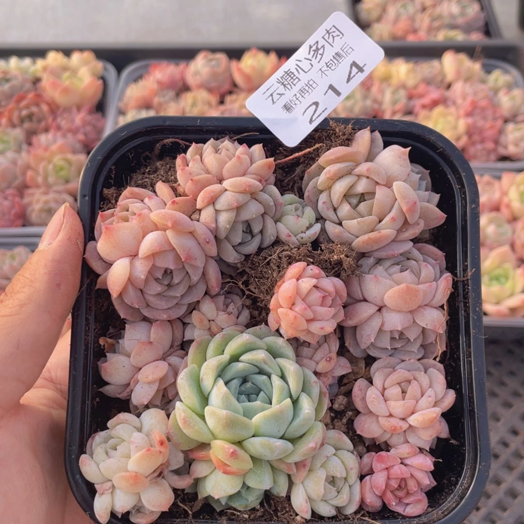 云糖心多肉植物214