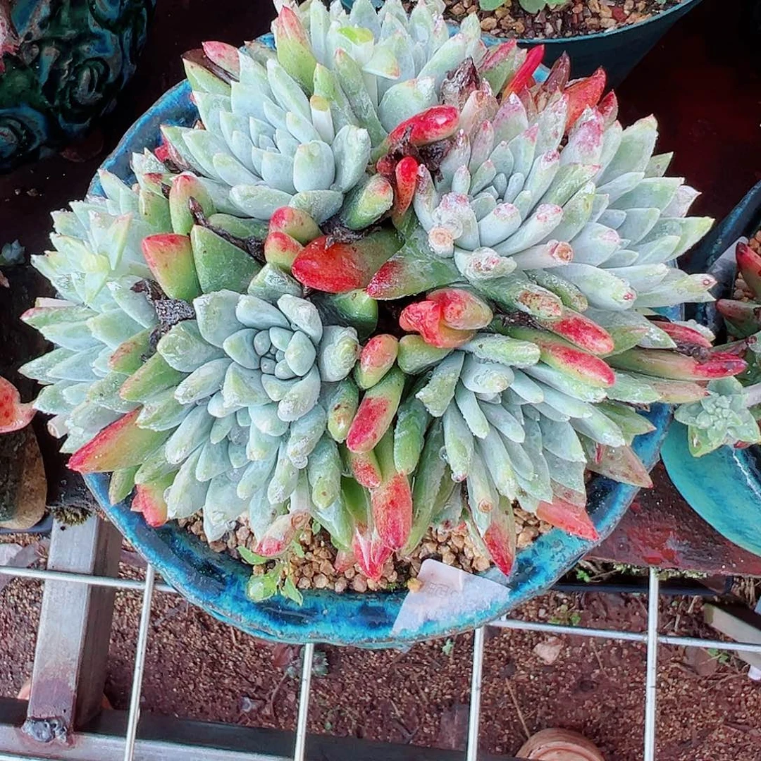 9294白雪仙女杯多肉