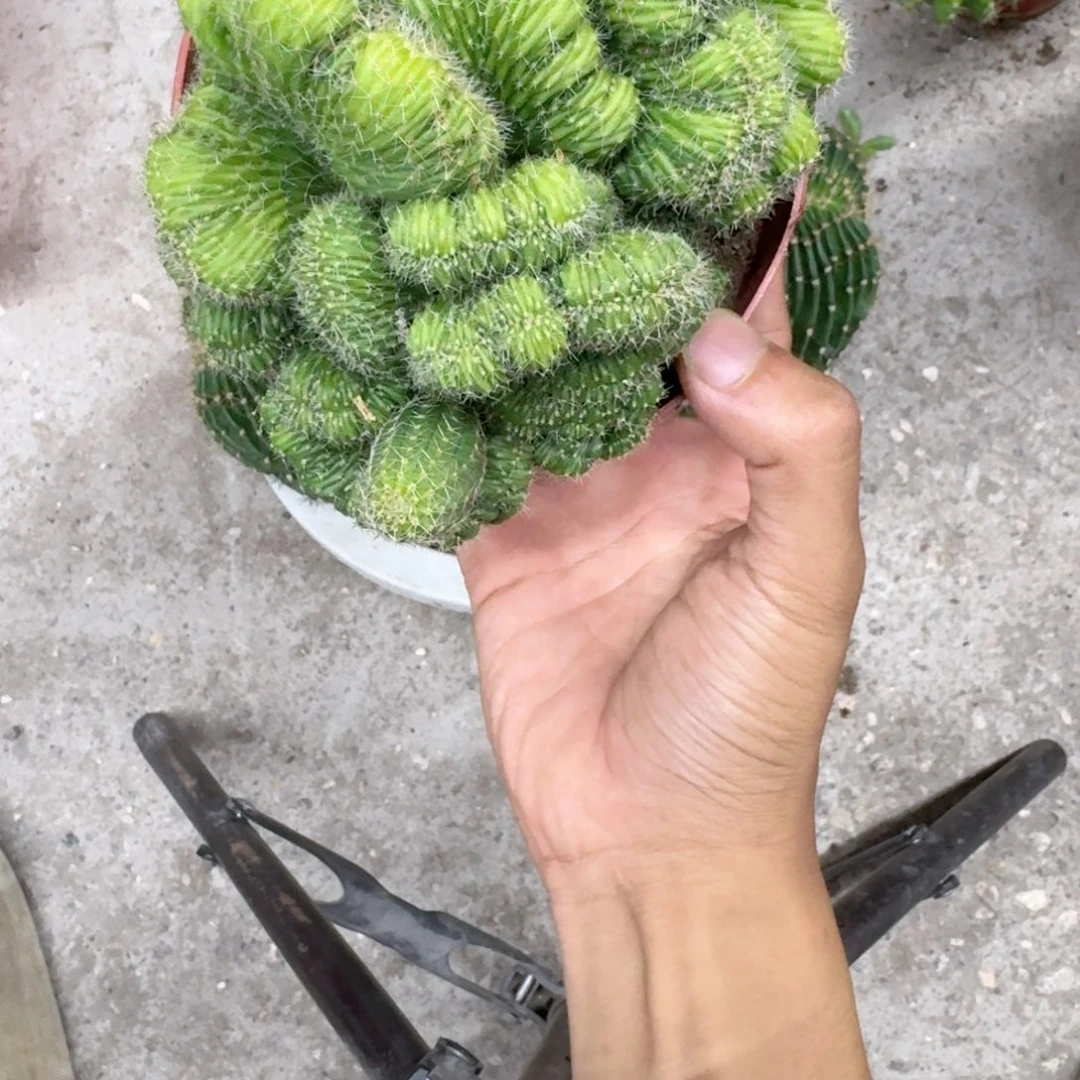 M***e无花朵彩草哈哈哈哈哈哈哈