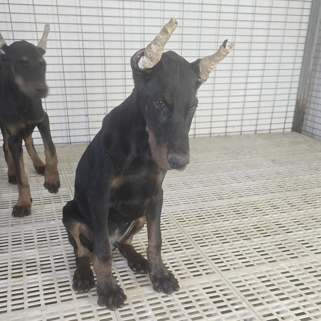 纯种德系杜宾三个半月小公狗