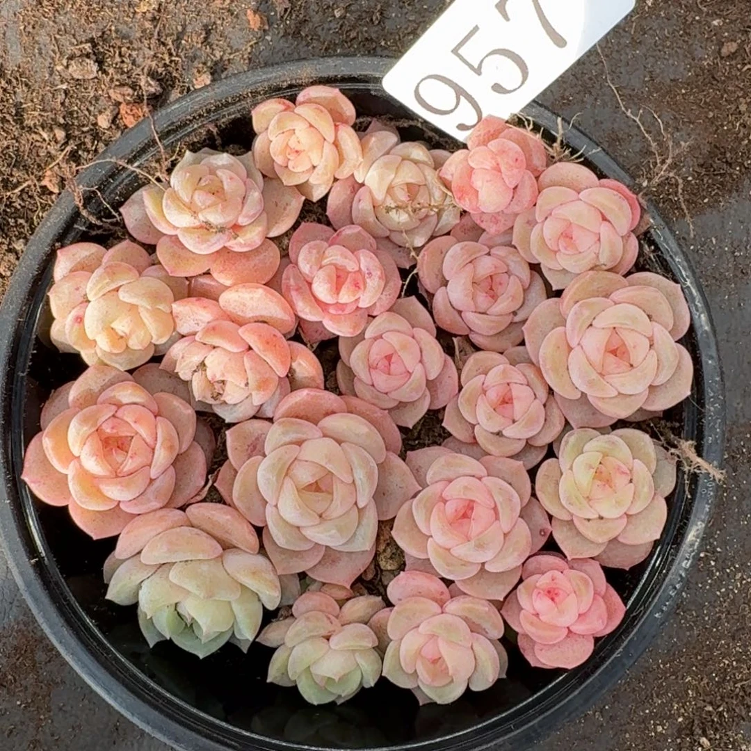 多肉植物多肉植物957