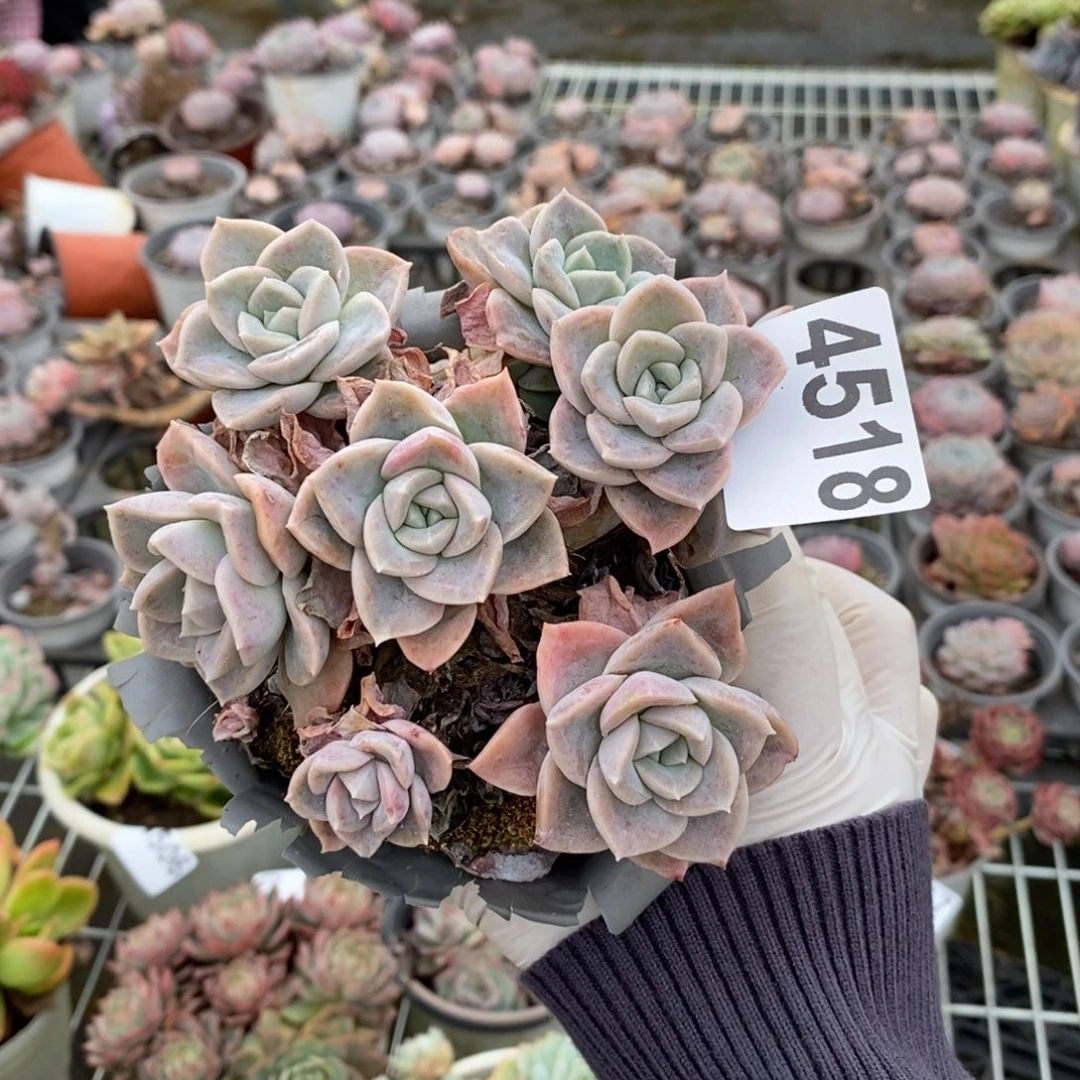 4518哈利沃森一物一拍