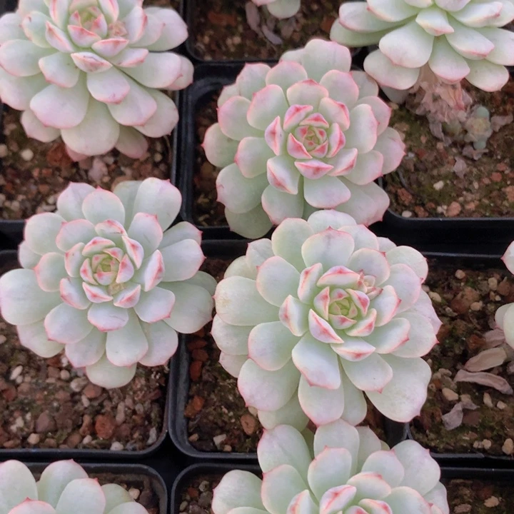 a124香草石化锦单头