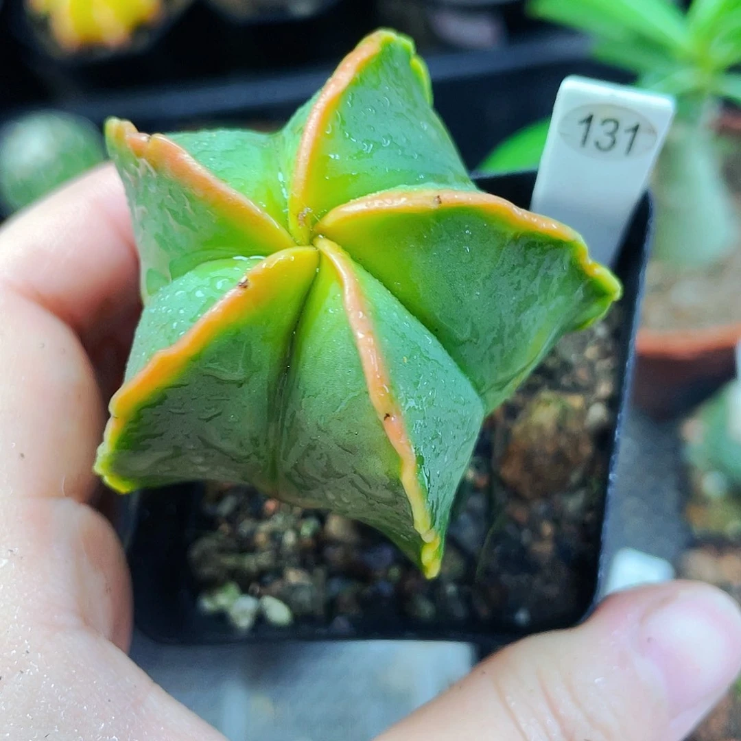 非偏远地区满25包邮仙人球裸根