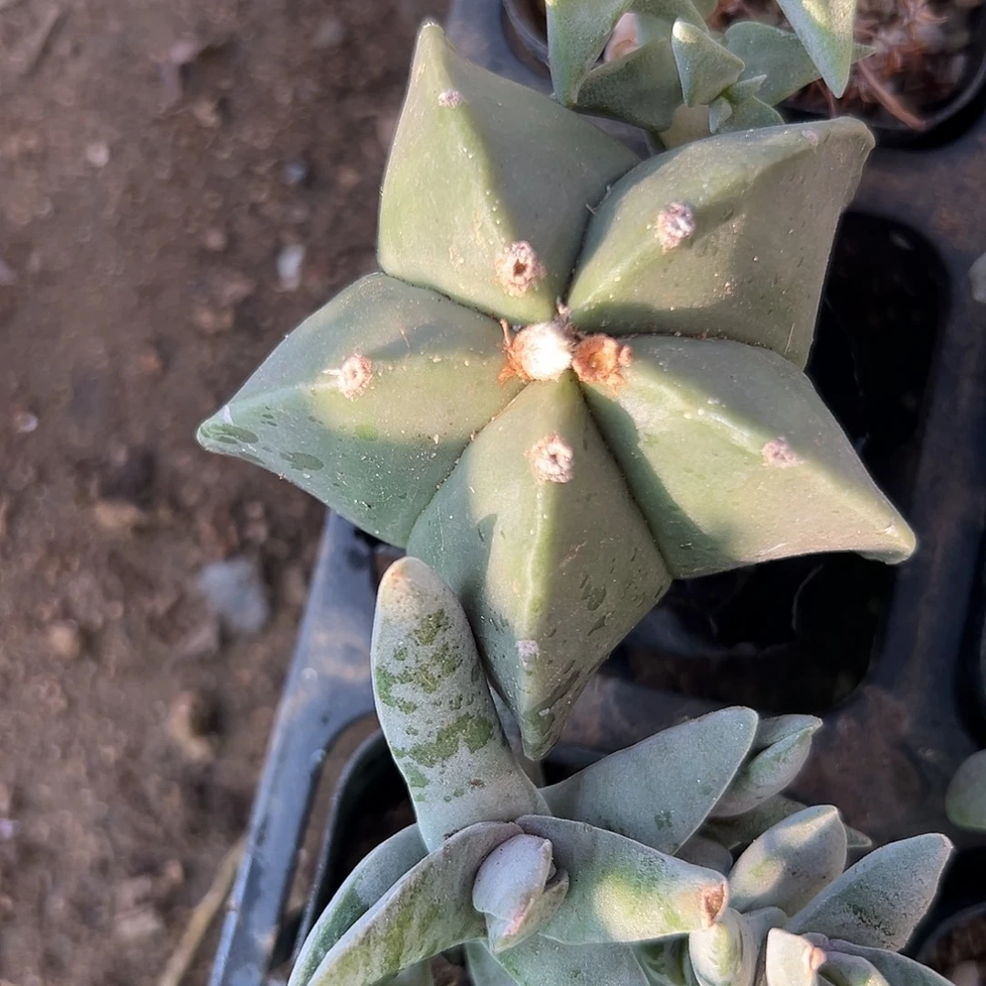 多肉植物鸾凤玉单头