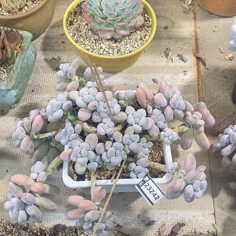 【闪购商品】奶23242