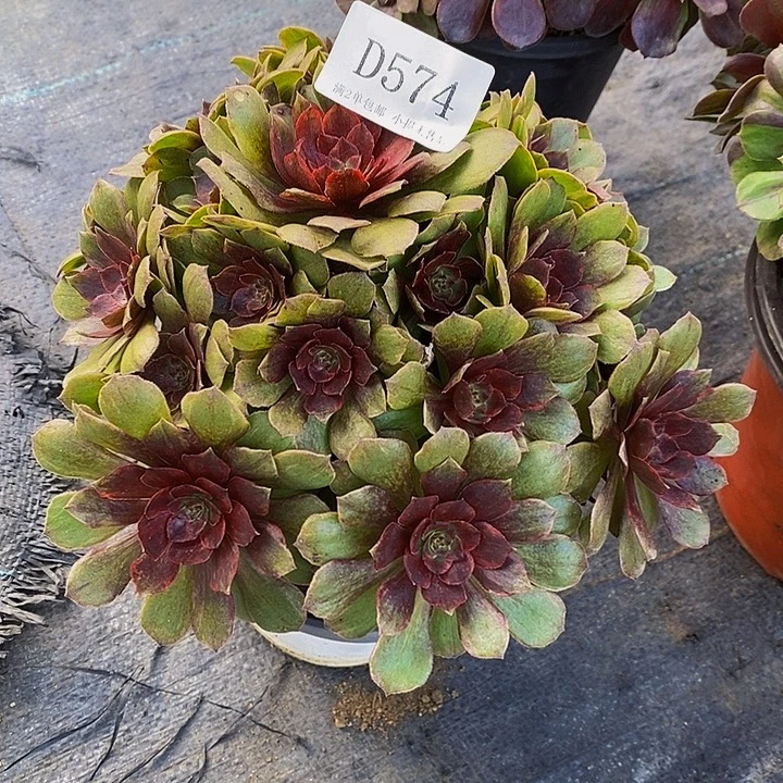 574红丝绒多肉法师锦