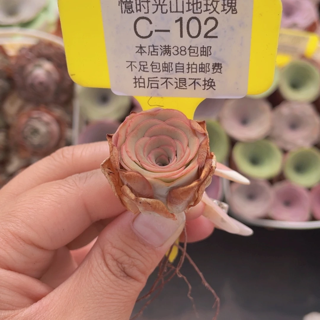 山地玫瑰C102满38包邮裸根发货