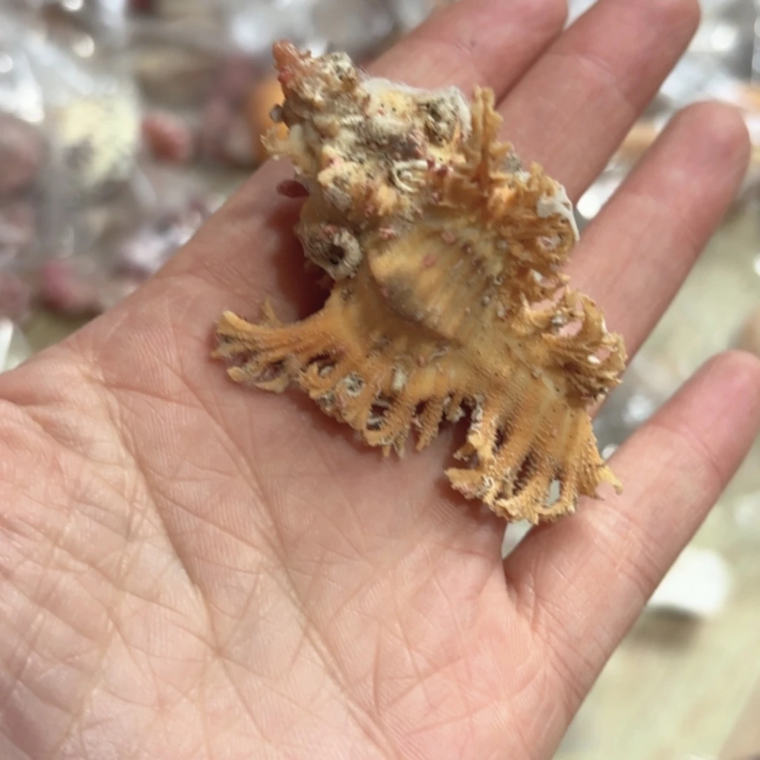 朋***朋天然海螺标本福利