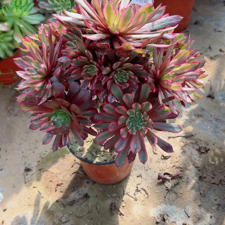 96紫霞多肉植物的生长