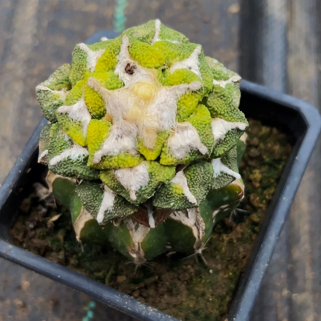 无花朵福利大尤黑牡丹锦585