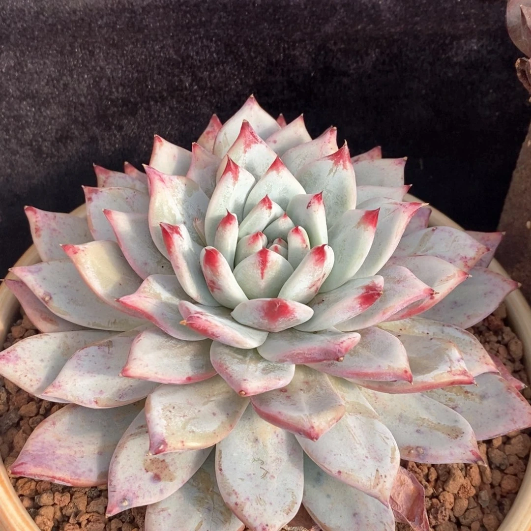 祖母绿多肉植物盆栽