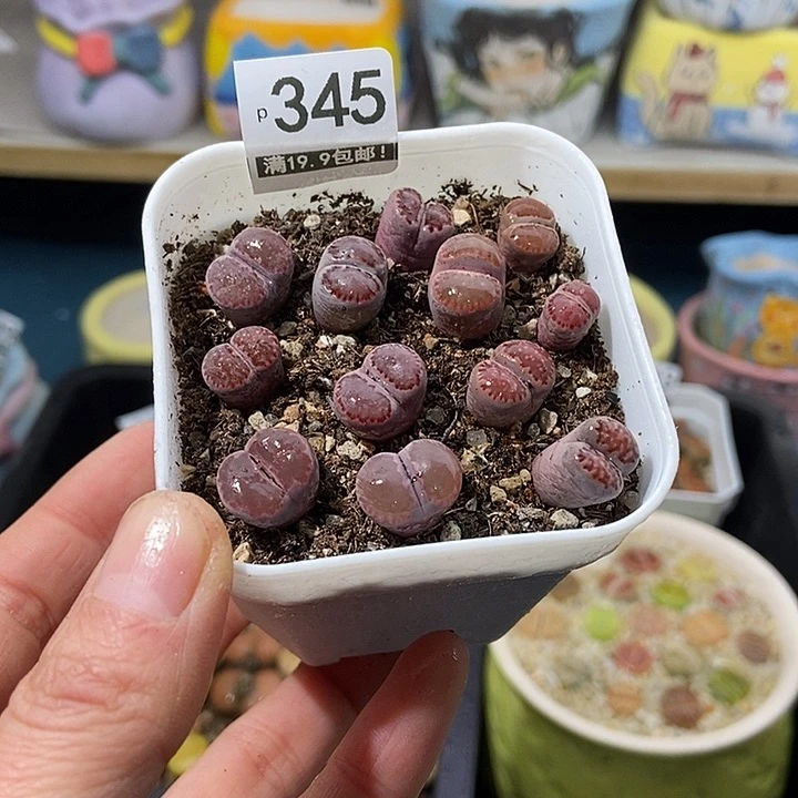 大舅生石花肉锥多肉345