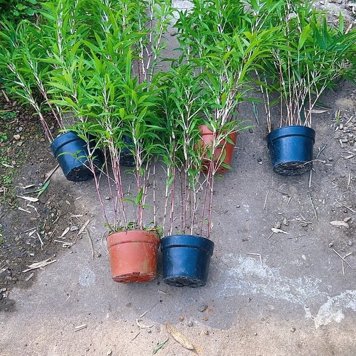 用**语红寒竹6盆