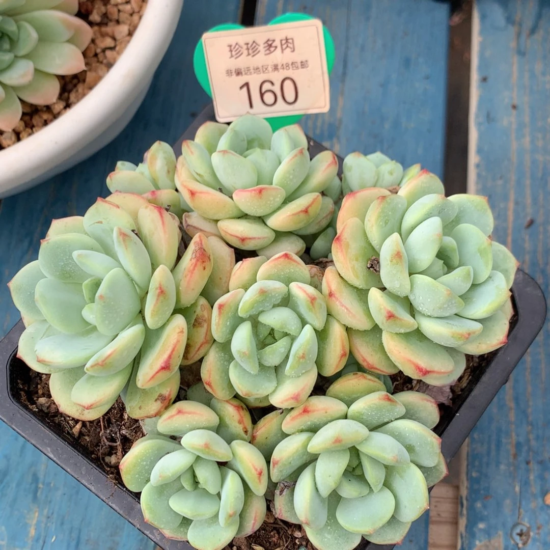 香草老桩无砍平头160