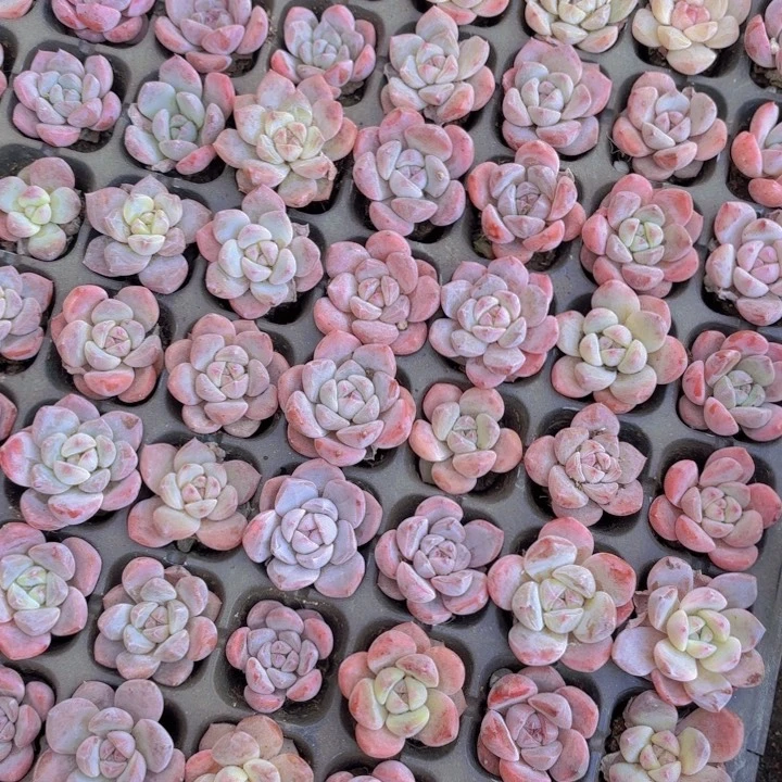 ?***摆糖心穴盘80颗打底一物一拍