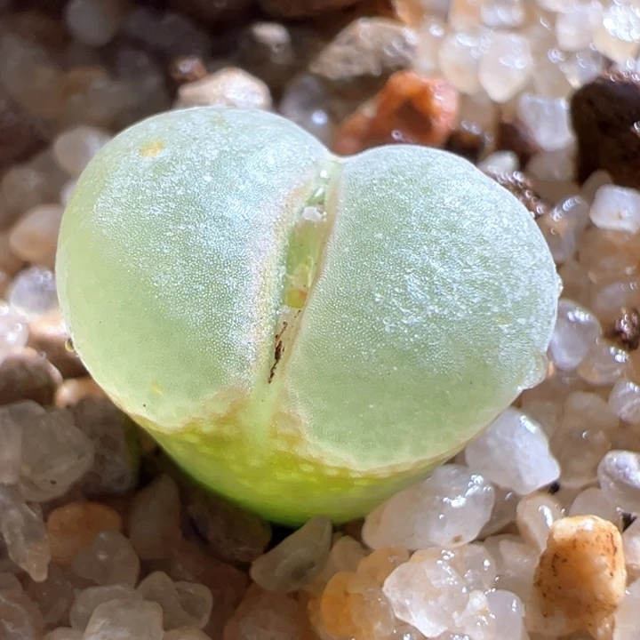 498。 青蛙5年安格尼斯之眼。