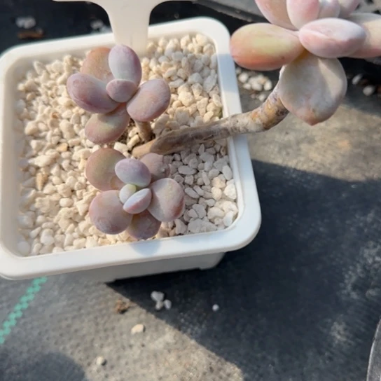 336雪美人一物一拍多肉