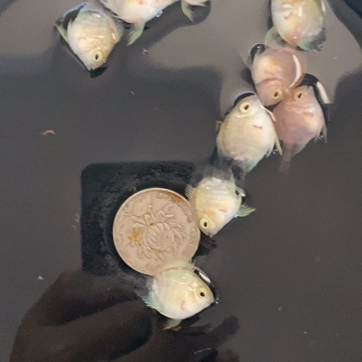 鹦鹉鱼清缸六送四白金胭脂粉