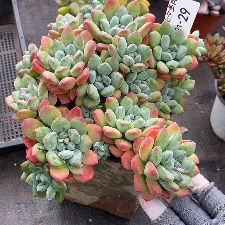 小七夕多肉维多利亚美人29