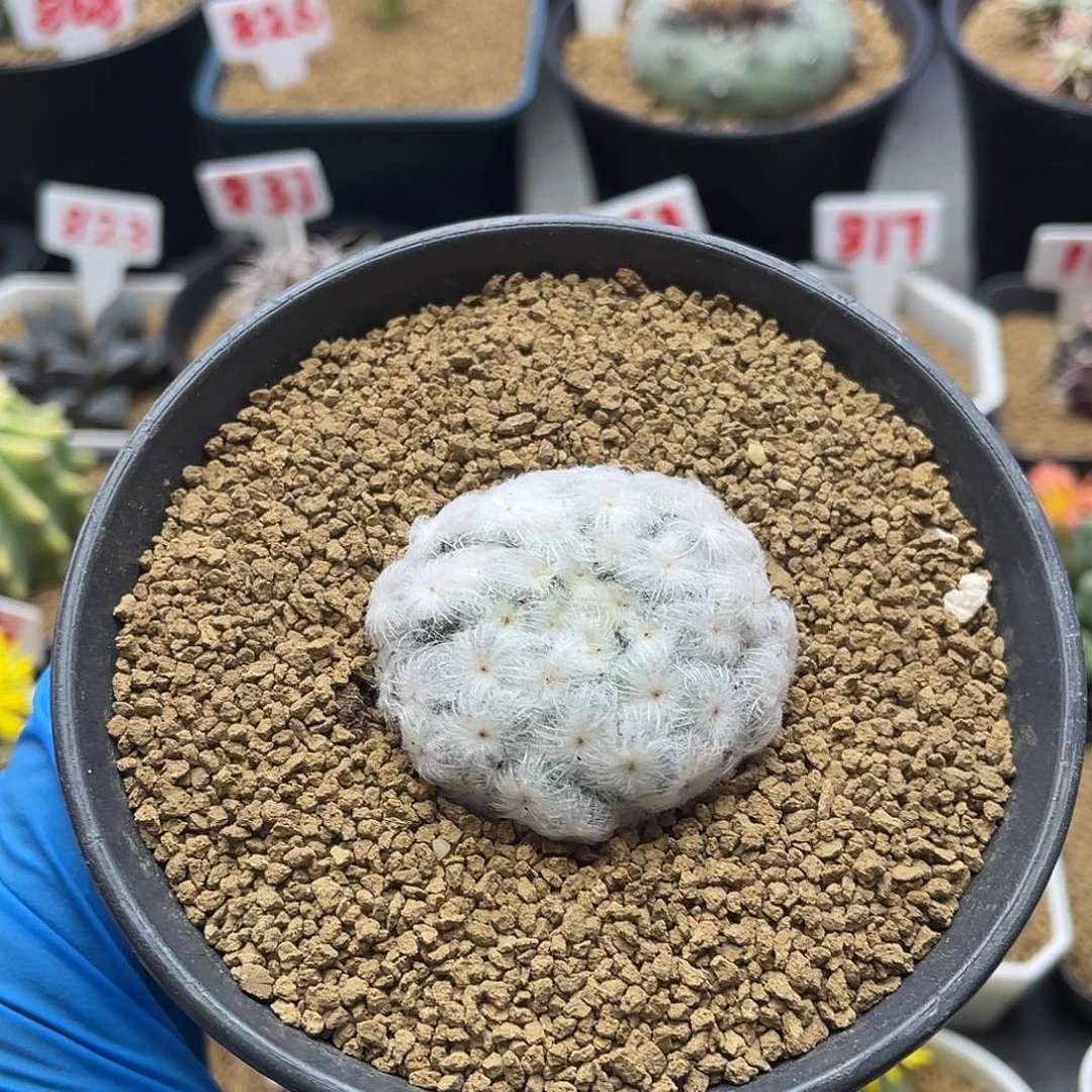 降落伞佛头白星仙人球