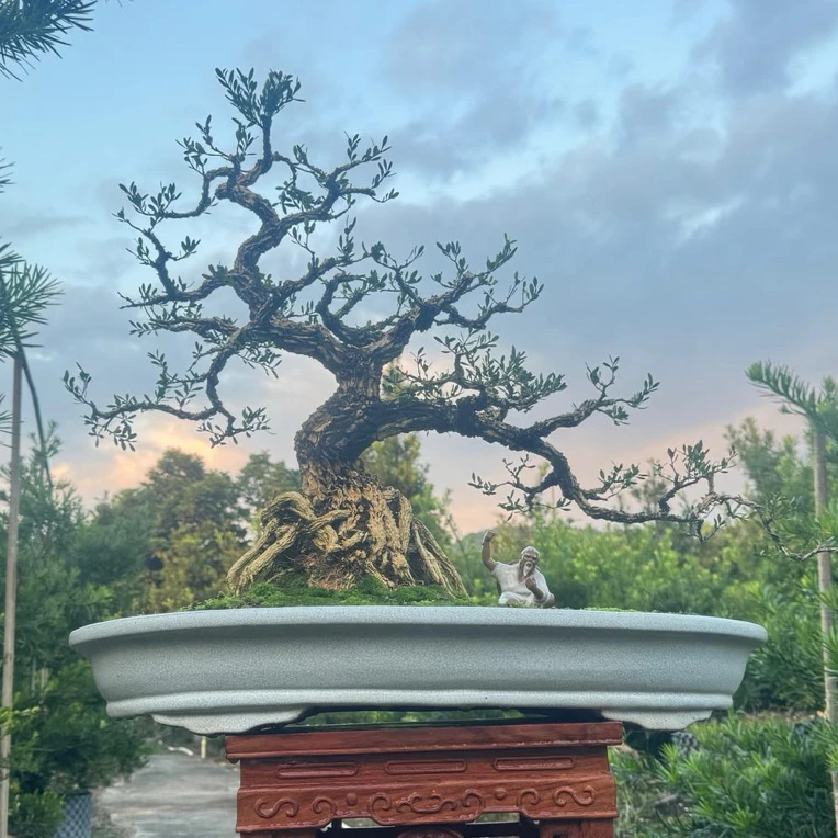 广东皱皮雀舌黄杨精品过桥老桩室内外好养易活盆景