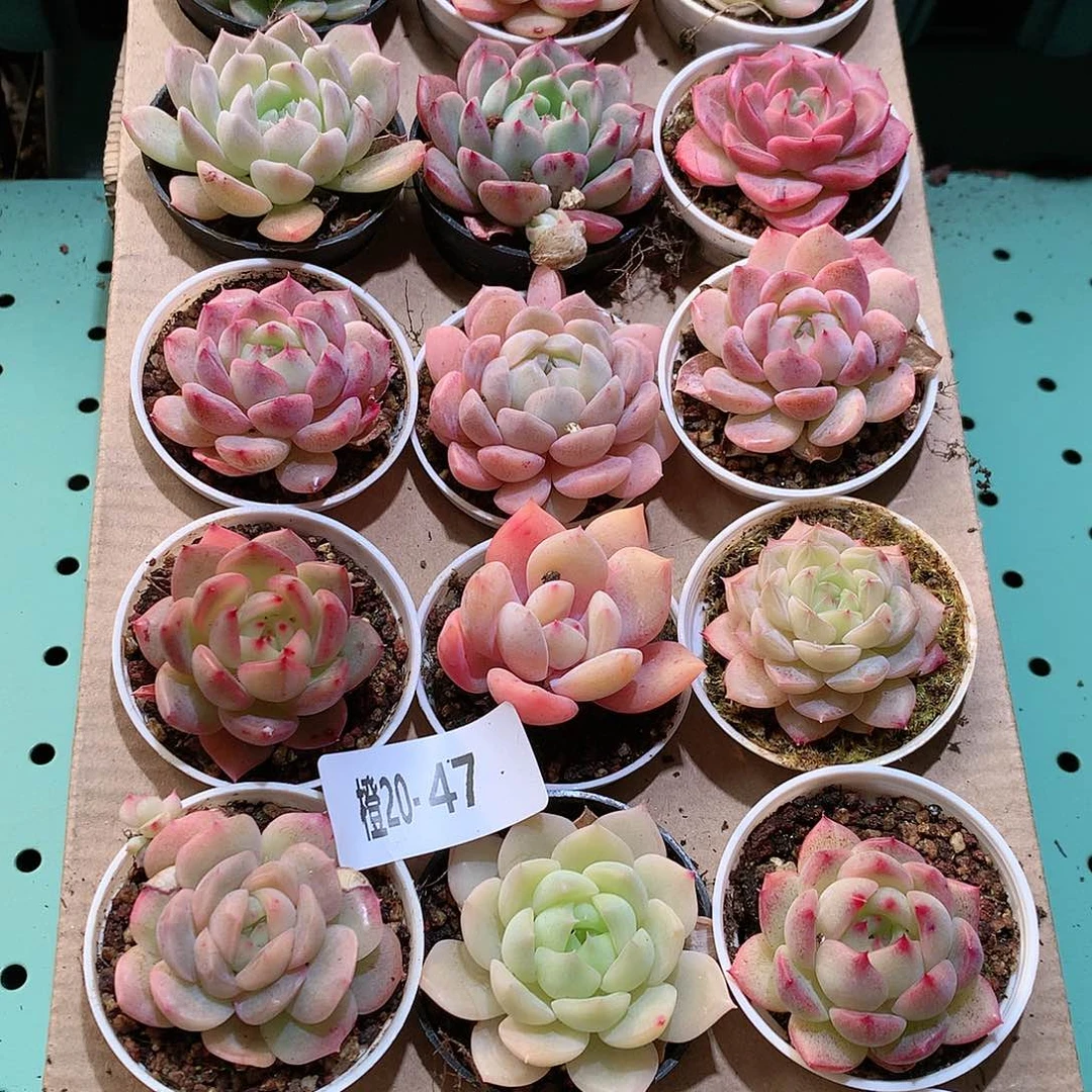 20-47一物一拍带盆18颗。