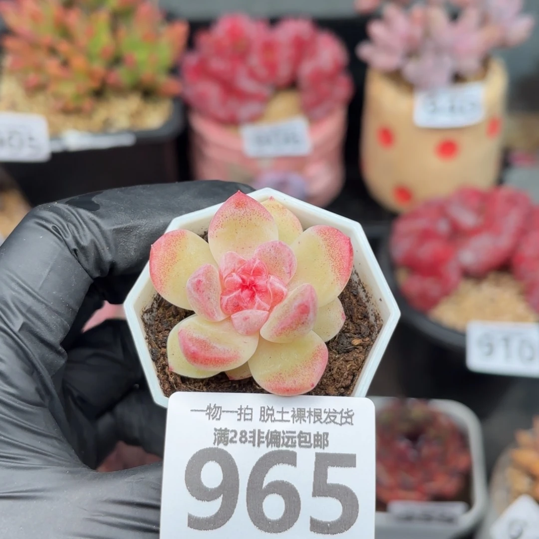 碧焰单头无盆土发货