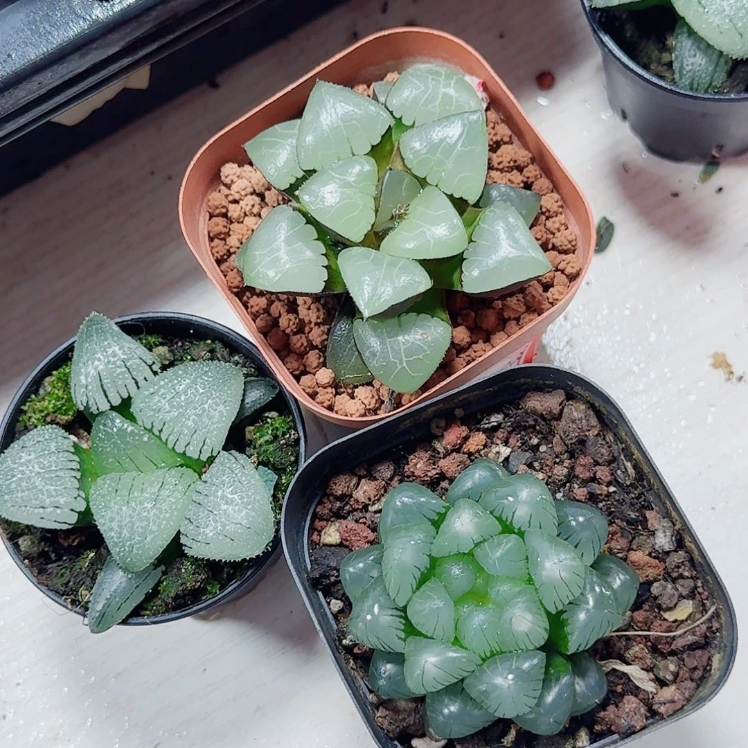 有***吗十二卷 3颗福利套餐