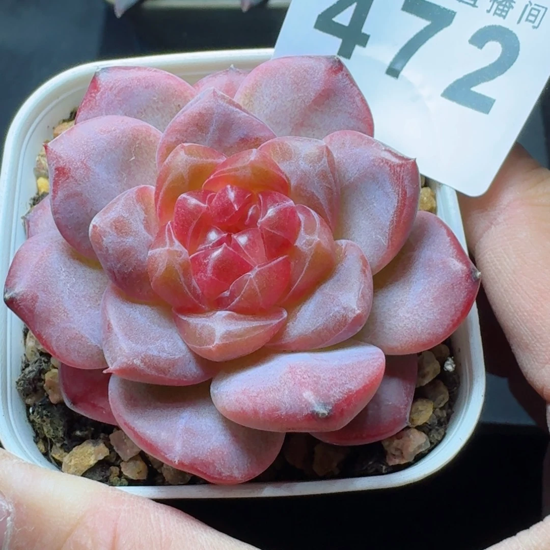 红灯芯      愿你一路坦途，乘风破浪展宏图