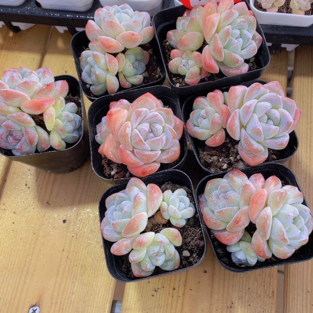 1580号 老桩樱花钻石冰玉多头群一颗