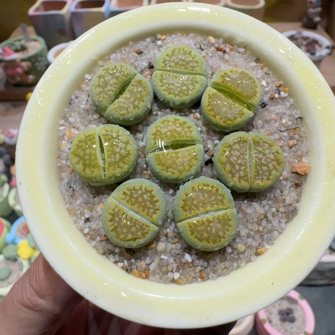 蘑菇1527黄巴厘多肉植物