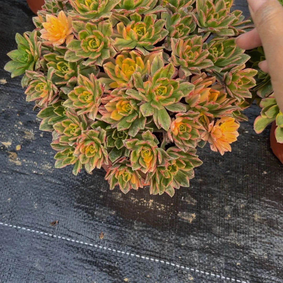 755多肉植物一物一拍