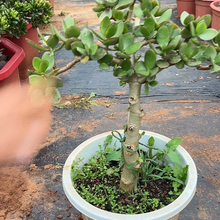 缘***分多肉植物实物直播实物226