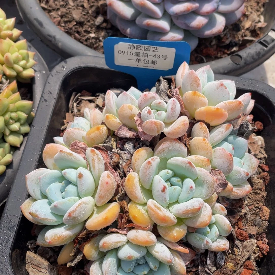 0915-43-奶油冷香一刻