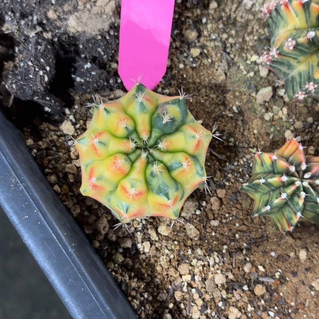 70-0916泰国发货 黄石