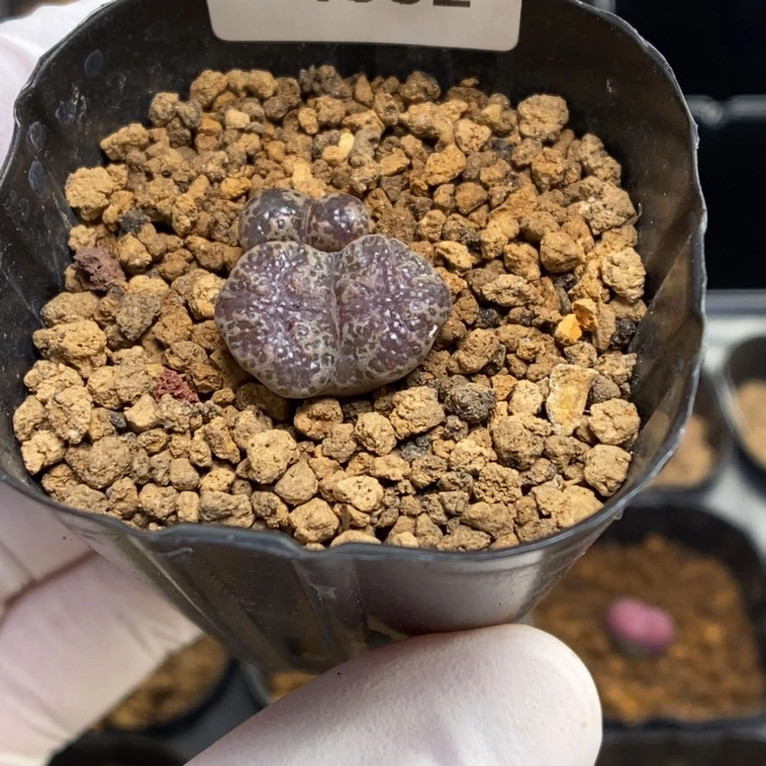 多肉植物肉锥勋章K-4602