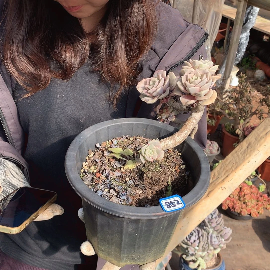 852可爱玫瑰 一物一拍多肉