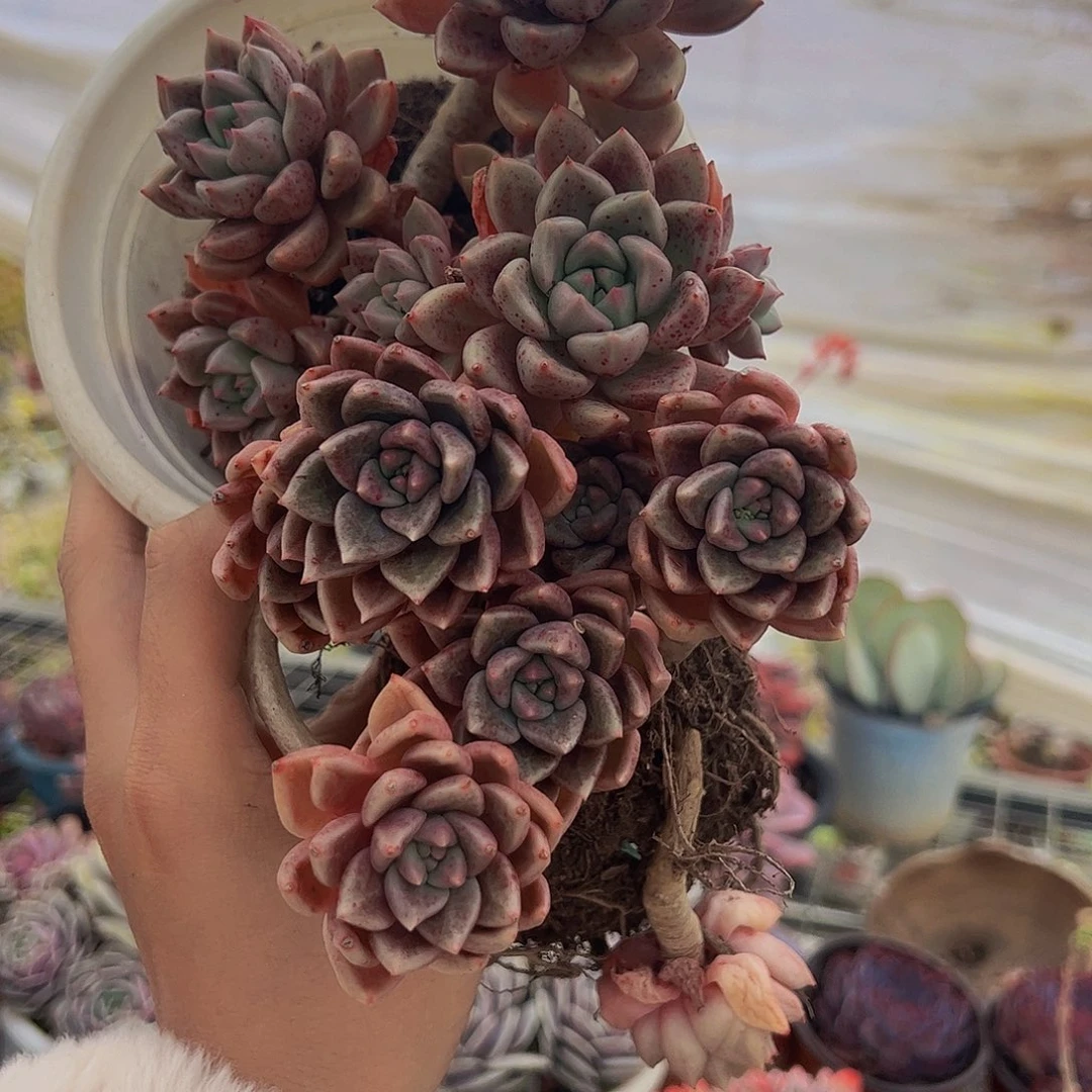 绚丽璀璨多头群生老桩特价