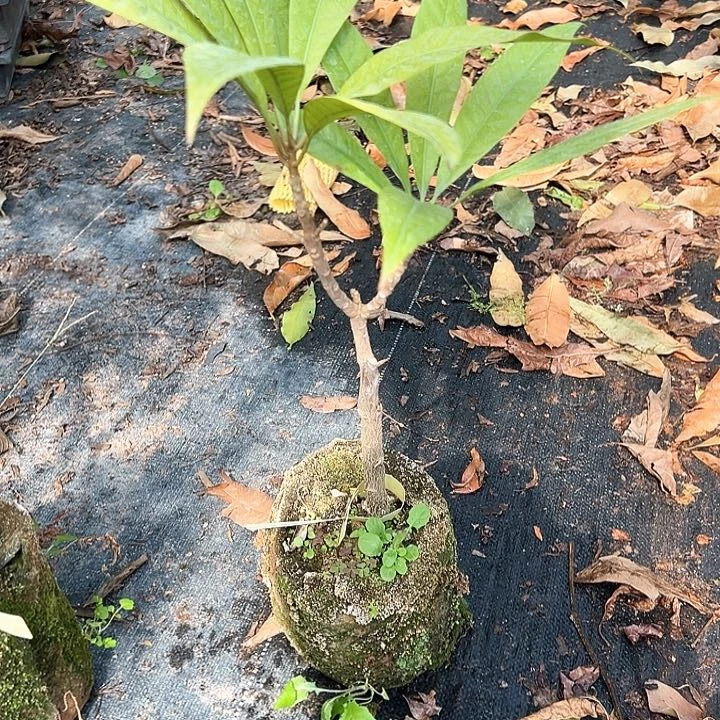 @***李123556666666666