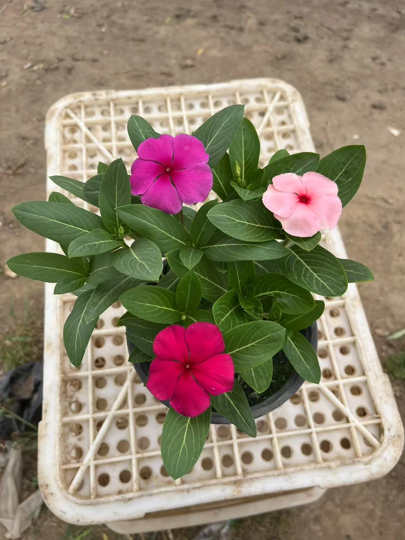 四季观花长春花五叶梅带花苞发货适合窗台庭院的盆栽花卉