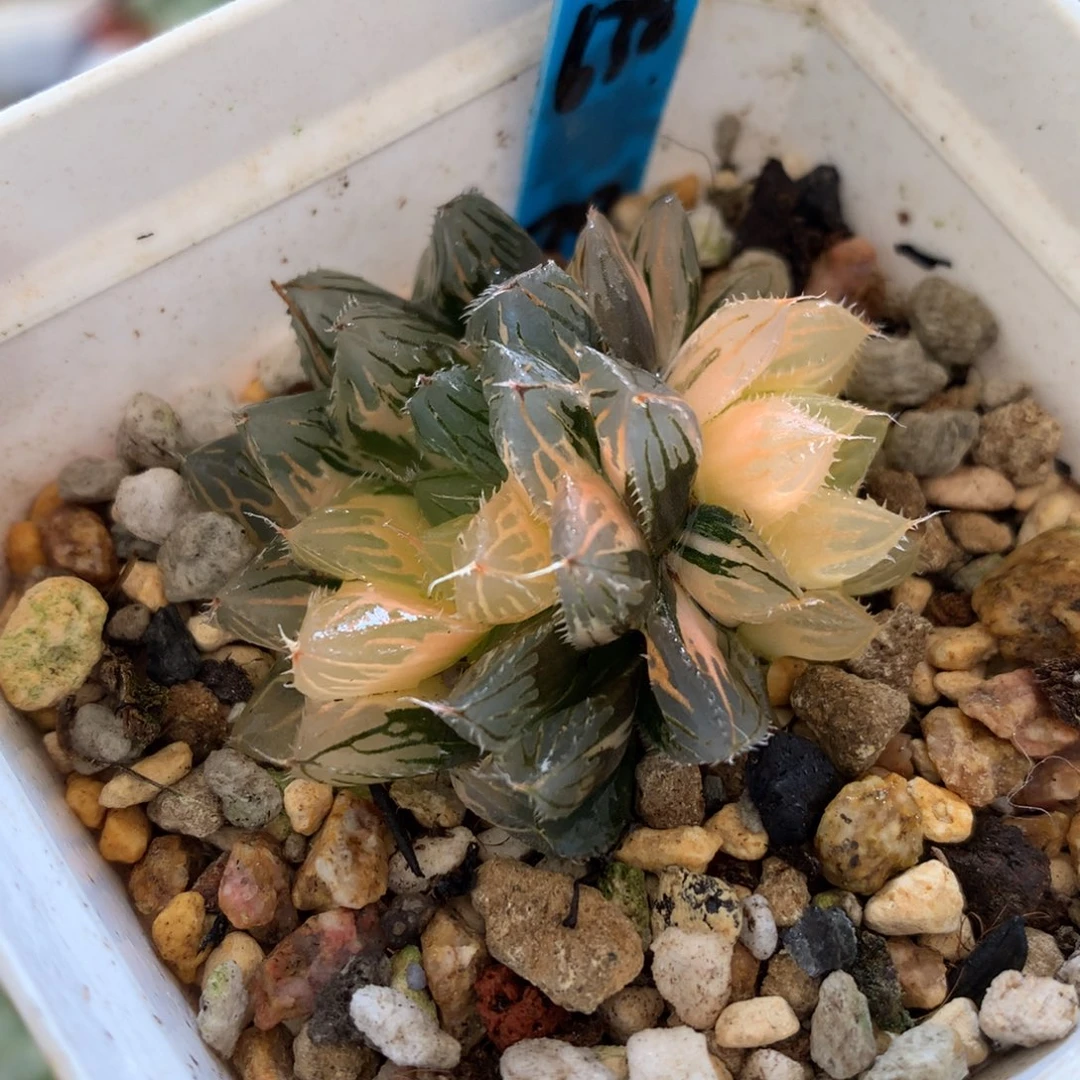 花颜玉露锦，带盆一起