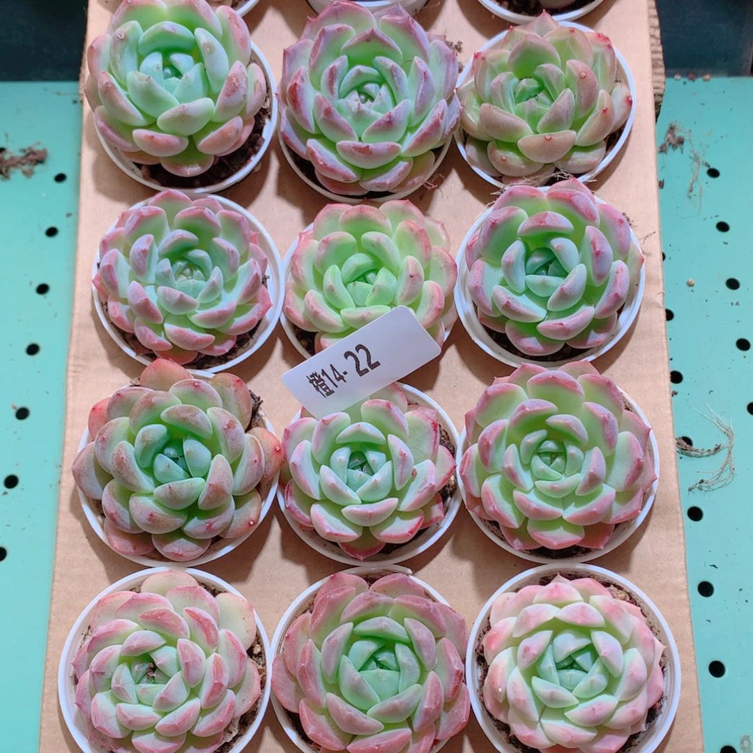 14-22一物一拍带盆18颗