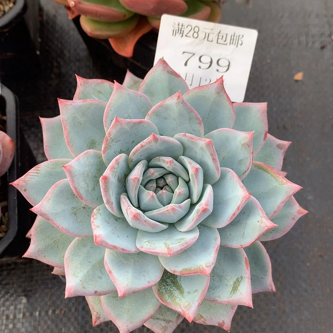 【闪购商品】云799号粉蓝鸟14厘米