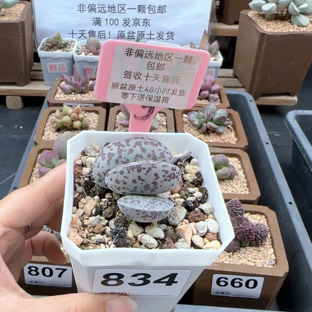 834花旦多肉植物