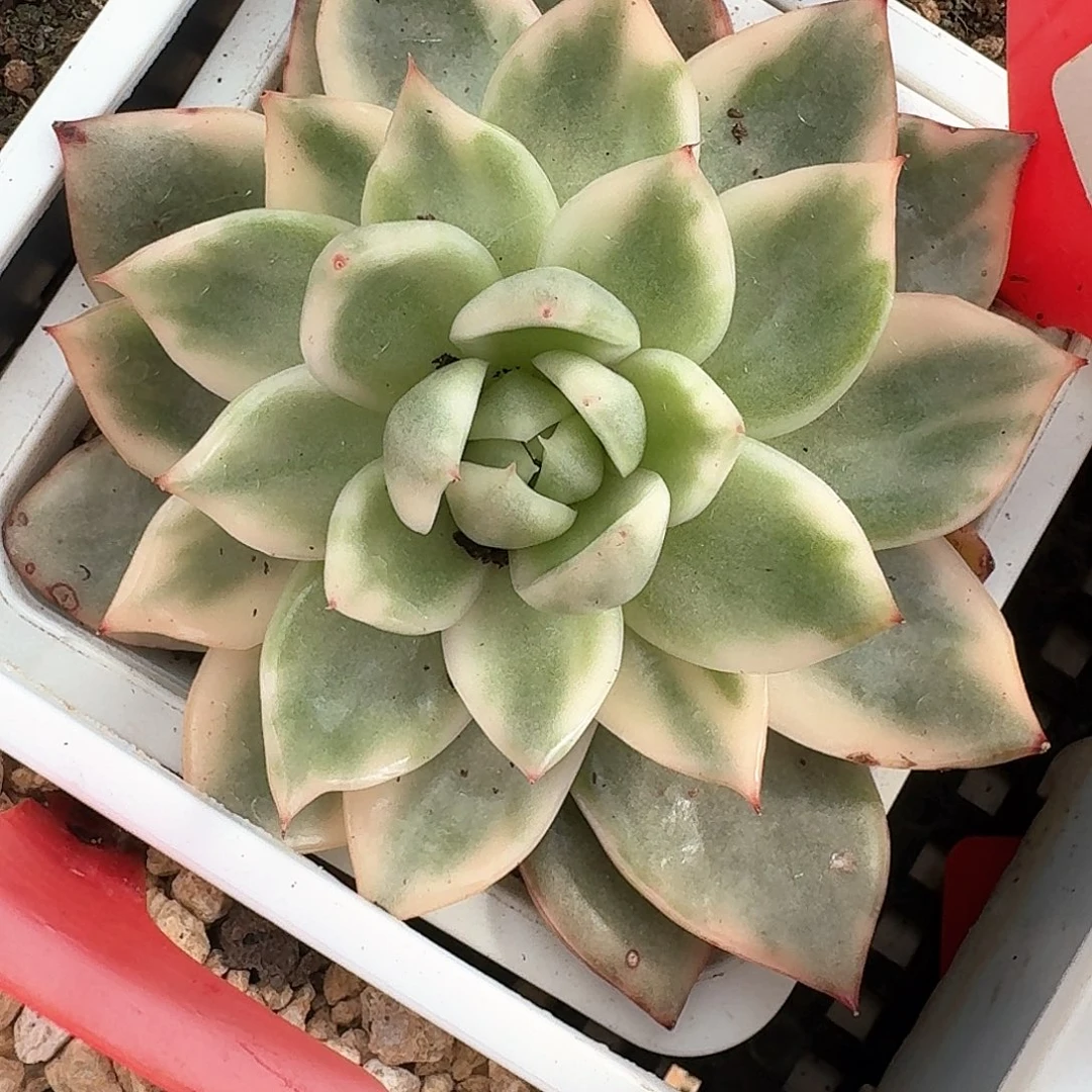 卡利斯托锦多肉植物