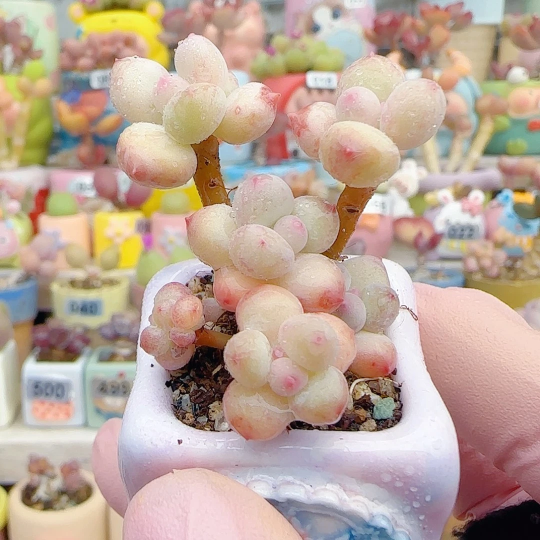 L 仙女彩虹奶 盆口2.5cm
